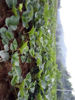 镇平京凝香草莓苗基地供应