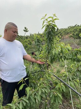 高埗鎮(zhèn)商家科里斯蒂娜櫻桃苗