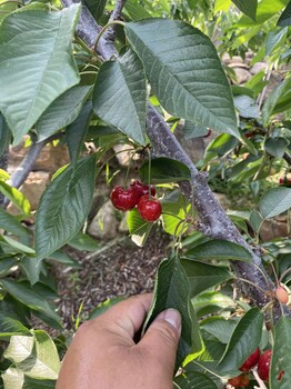 察布查詢桑提娜櫻桃苗