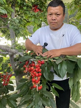 清水推薦咨詢嫁接櫻桃苗