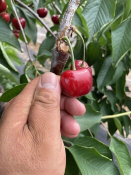 原平市便宜的明珠樱桃苗