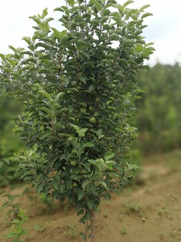 巴塘M9t337蘋果苗廠家供應(yīng)