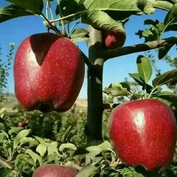 临洮藤牧1号苹果苗生产厂家欢迎咨询