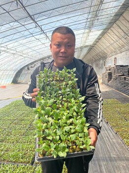 廣陵豐產果型薩米托櫻桃苗