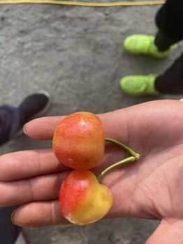 高埗鎮(zhèn)商家科里斯蒂娜櫻桃苗