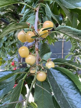 巴里坤哈薩克自治免費(fèi)咨詢魯玉櫻桃苗價(jià)目表