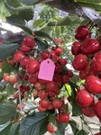 淄川区适合你种植樱桃树苗2022价目表
