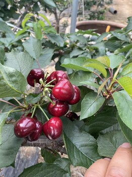 敖漢旗嫁接櫻桃苗價目表