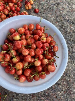 凉州区高产管理技术晚红珠樱桃苗价目表