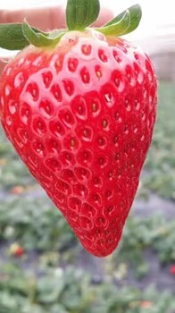 韩城泰丽草莓苗免费咨询分析报告2023-2027年