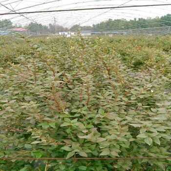 雜多,易成活藍莓苗參考報價2022榜
