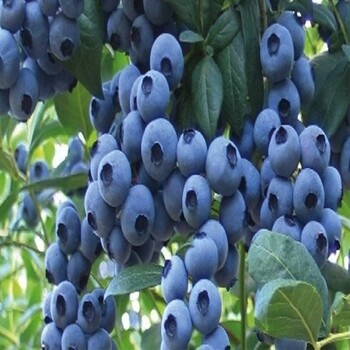 吴江区,蓝莓苗行情矮化蓝莓苗