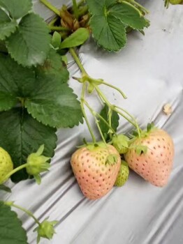 九台白雪公主草莓苗服务2022新资讯