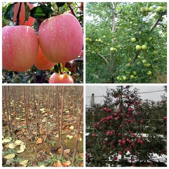 蘭坪紅富士蘋果苗超豐產(chǎn)