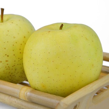 封開(kāi)黑鉆蘋果苗今年價(jià)格