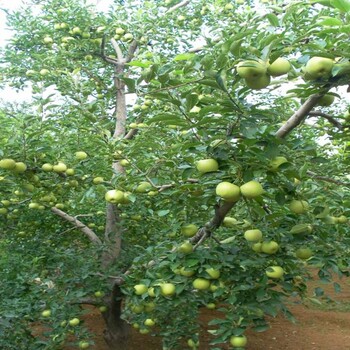 封開(kāi)黑鉆蘋果苗今年價(jià)格