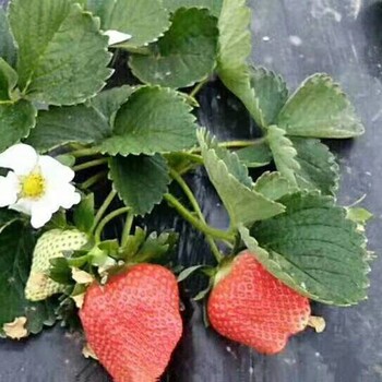 华宁皇冠一号草莓苗厂家批发2022新资讯