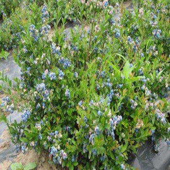 鄒城,四年生藍莓苗種植技術(shù)2022榜
