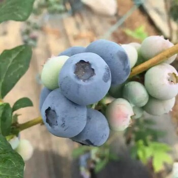 德格,粉蓝蓝莓苗价格低2022榜
