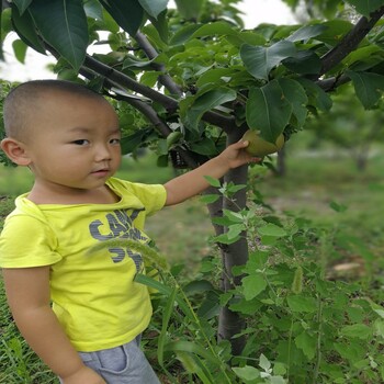 电白,香水梨苗基地价格