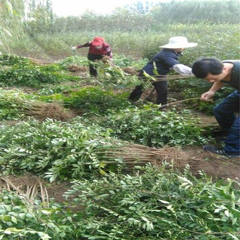 巴彦倬尔,花椒芽苗市场走向2022新资讯