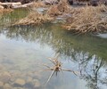 東莞河道底泥原位生態修復技術底質改良劑