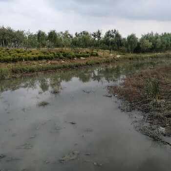 昆明湖泊河道黑臭水體礦物凈化劑