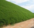 揚州生態護坡綠化工程高分子土壤穩定劑