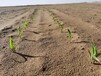 浙江沙漠沙土改良环境修复工程生态固沙剂