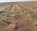 浙江沙漠沙土改良環境修復工程生態固沙劑