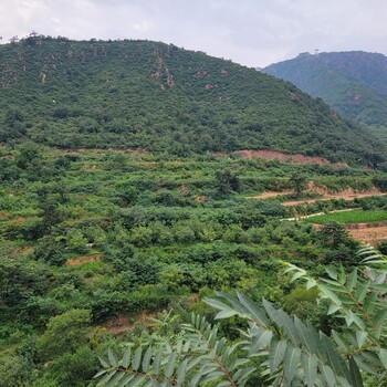北京彩光綠化生態(tài)植被防護(hù)工程基質(zhì)團(tuán)粒劑銷售