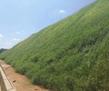 渭南边坡植草工程喷播绿化土壤基质保水剂