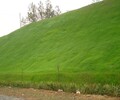 湖南生態基材層護坡綠化增活有機基質