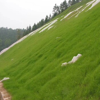 重庆山体生态修复工程彩光绿化喷播土壤稳定剂