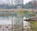 安徽城市河道治理工程水质净化剂