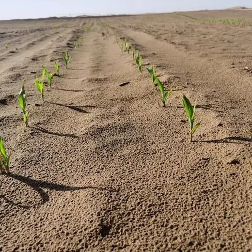 東營沙漠植物種植防風固沙土壤團粒改良劑
