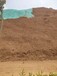 昆明边坡绿化喷播植草工程技术土壤粘合剂