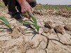 內蒙古生態修復噴播綠化土壤基質保水劑