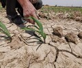 內蒙古生態修復噴播綠化土壤基質保水劑