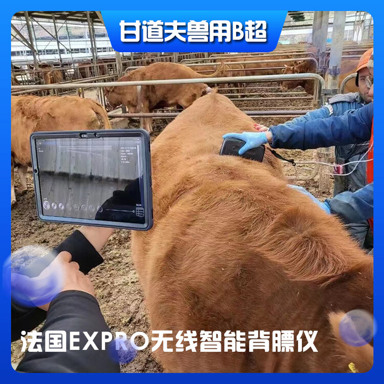 法国原装进口无线背膘仪EXPRO，猪牛羊用眼肌面积测定仪