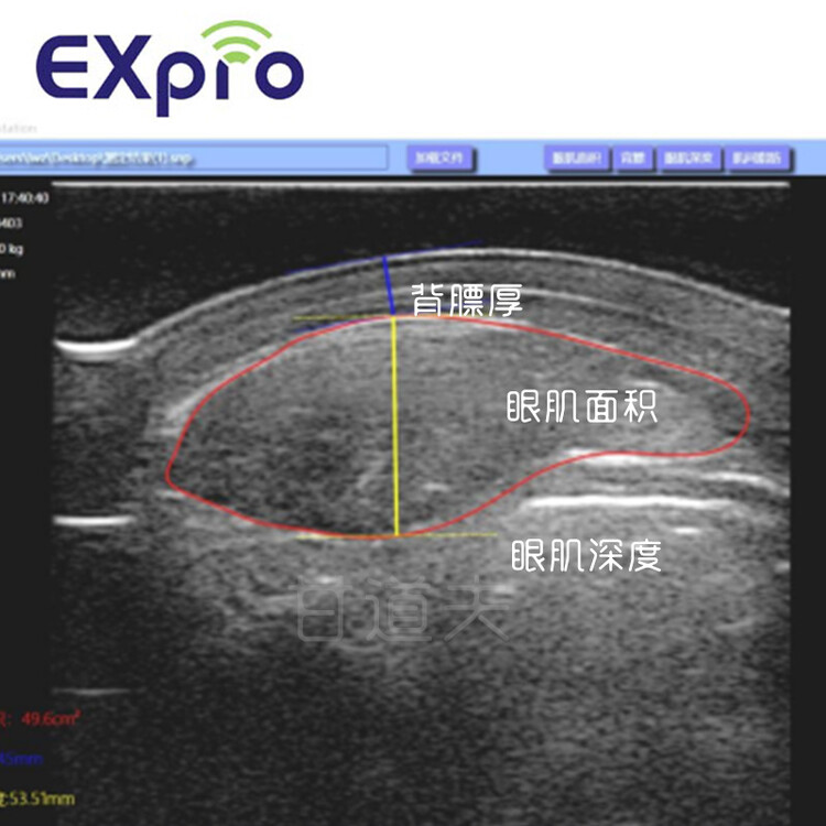 无线背膘眼肌面积测定仪EXPRO