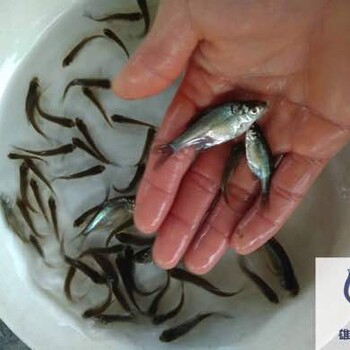 江西萍鄉(xiāng)三角魴江西新余邊魚苗批發(fā)