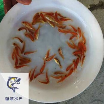 红罗非水花养殖基地罗非水花苗彩虹鲷鱼苗批发价格