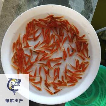 廣東惠州觀賞魚廣東韶關(guān)錦鯉魚苗批發(fā)