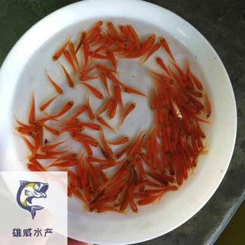 廣東惠州觀賞魚廣東韶關(guān)錦鯉魚苗批發(fā)