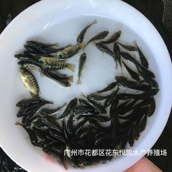 罗非鱼苗批发活鱼苗罗非水花养殖技术