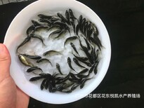 鲫鱼苗批发出售各种鱼苗中科鲫鱼苗养殖技术图片3