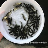 鲫鱼苗批发出售各种鱼苗中科鲫鱼苗养殖技术图片5