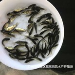 鲫鱼苗批发出售各种鱼苗中科鲫鱼苗养殖技术图片1