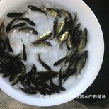 鲫鱼苗批发出售各种鱼苗中科鲫鱼苗养殖技术图片0